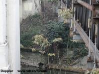 Imagine atasata: Bega - 2013.12.17 - 05.jpg